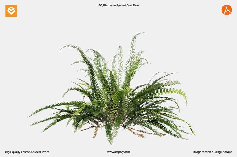 AC_Blechnum Spicant Deer Fern_003