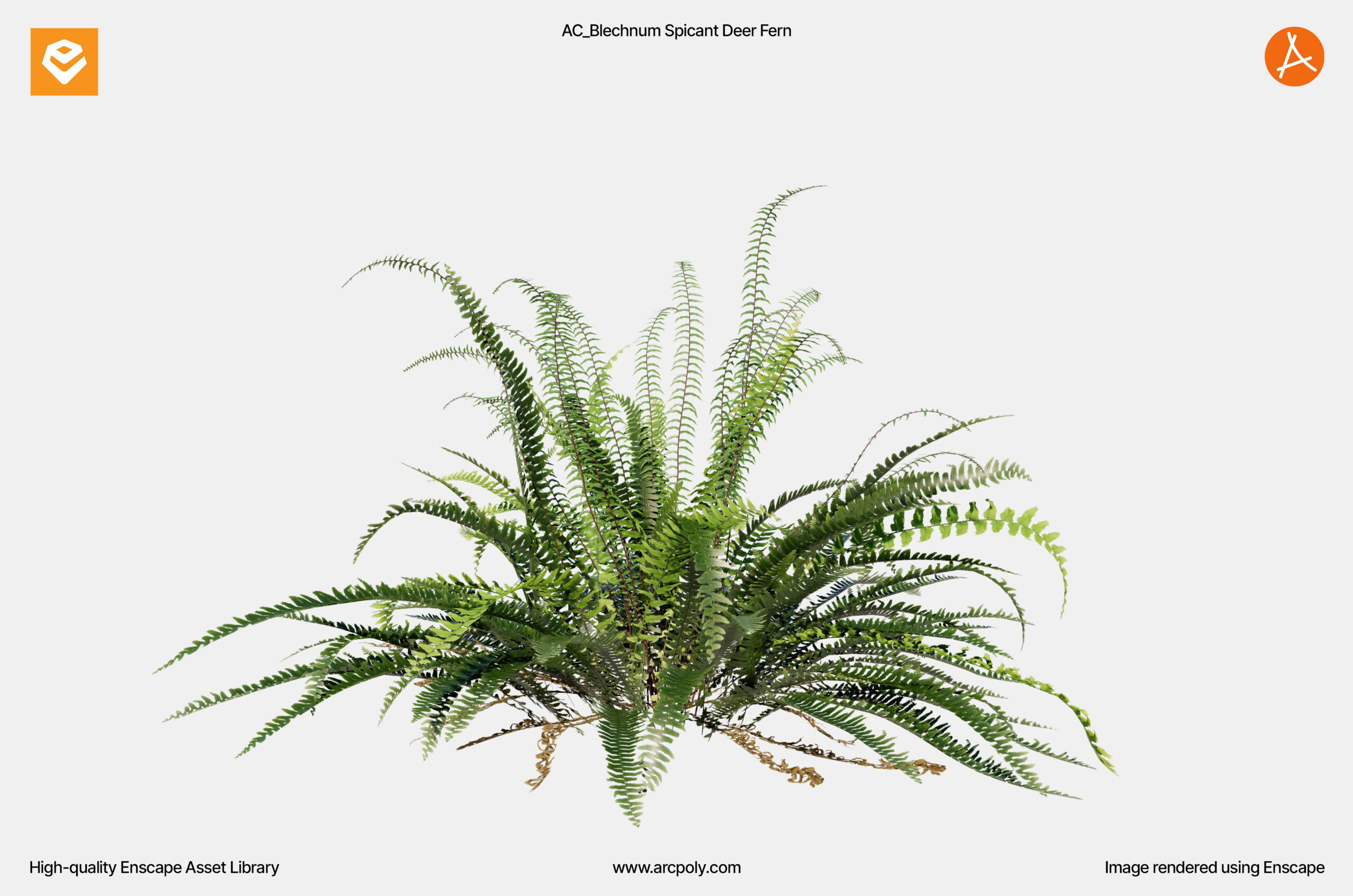 AC_Blechnum Spicant Deer Fern_003 AC_Blechnum Spicant Deer Fern