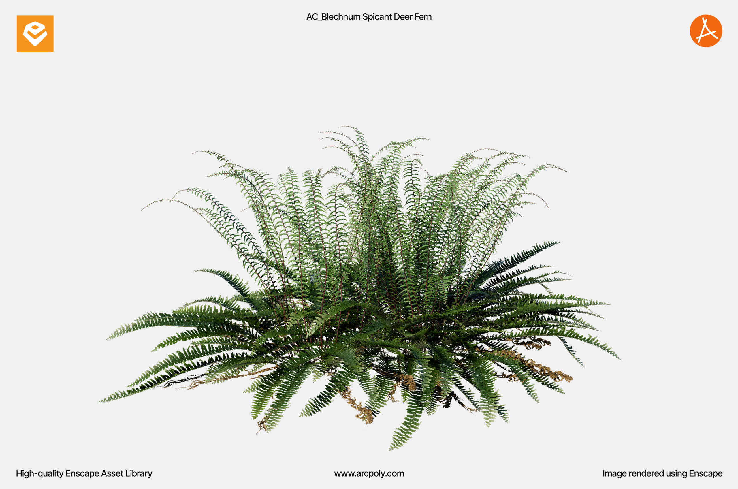 AC_Blechnum Spicant Deer Fern_004 AC_Blechnum Spicant Deer Fern