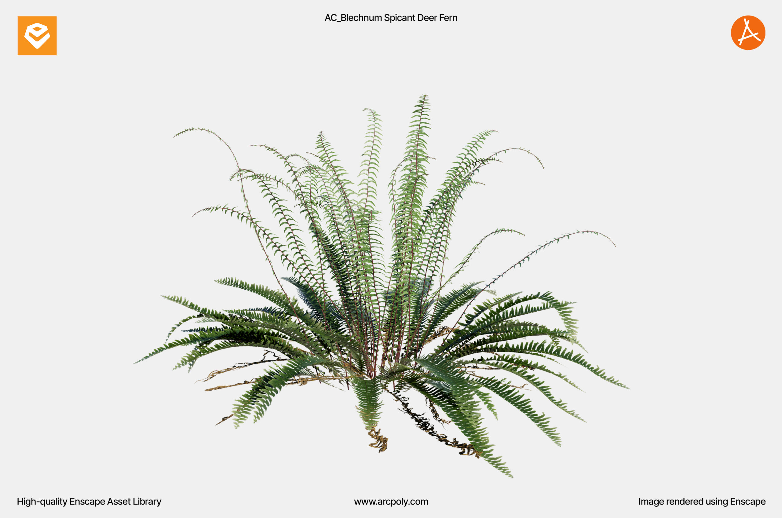 AC_Blechnum Spicant Deer Fern_005 AC_Blechnum Spicant Deer Fern