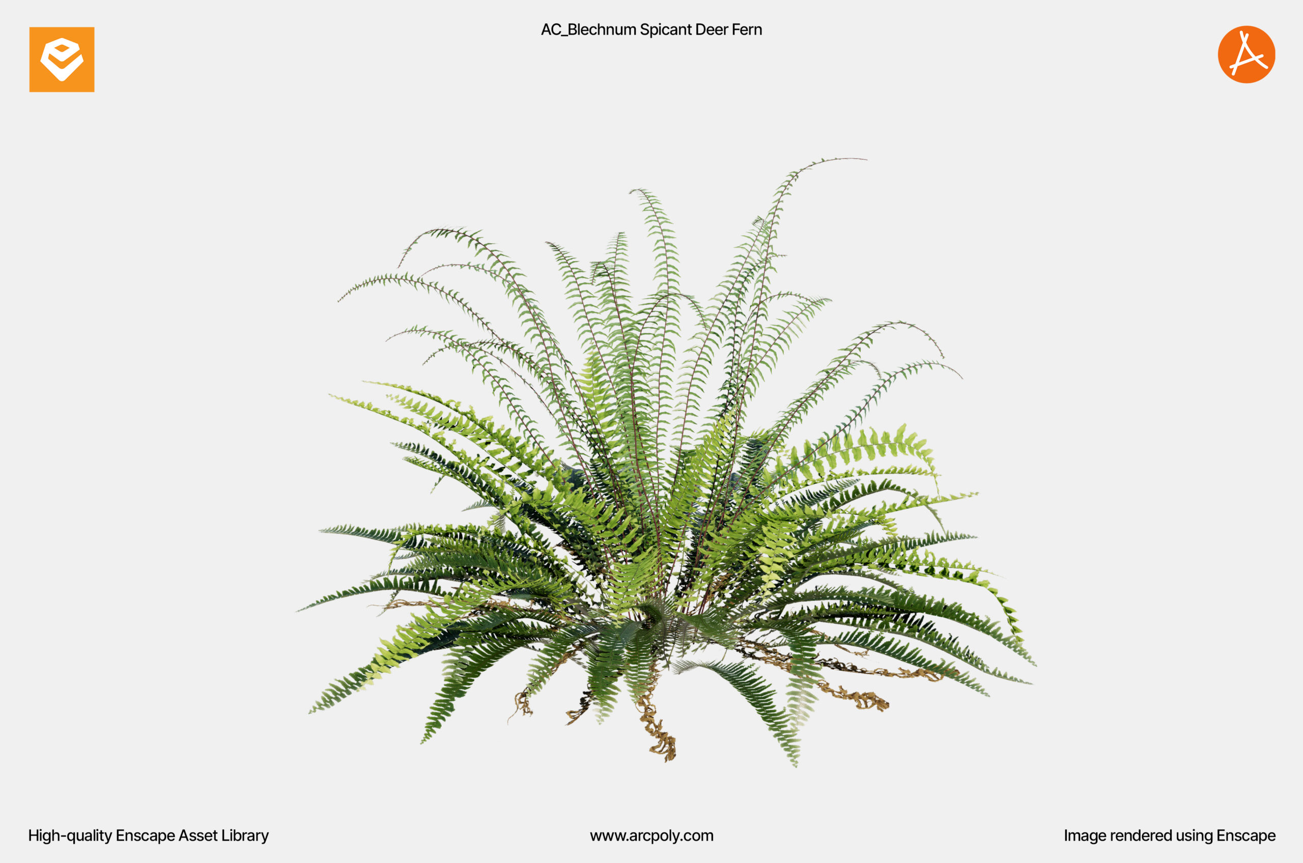 AC_Blechnum Spicant Deer Fern_006 AC_Blechnum Spicant Deer Fern