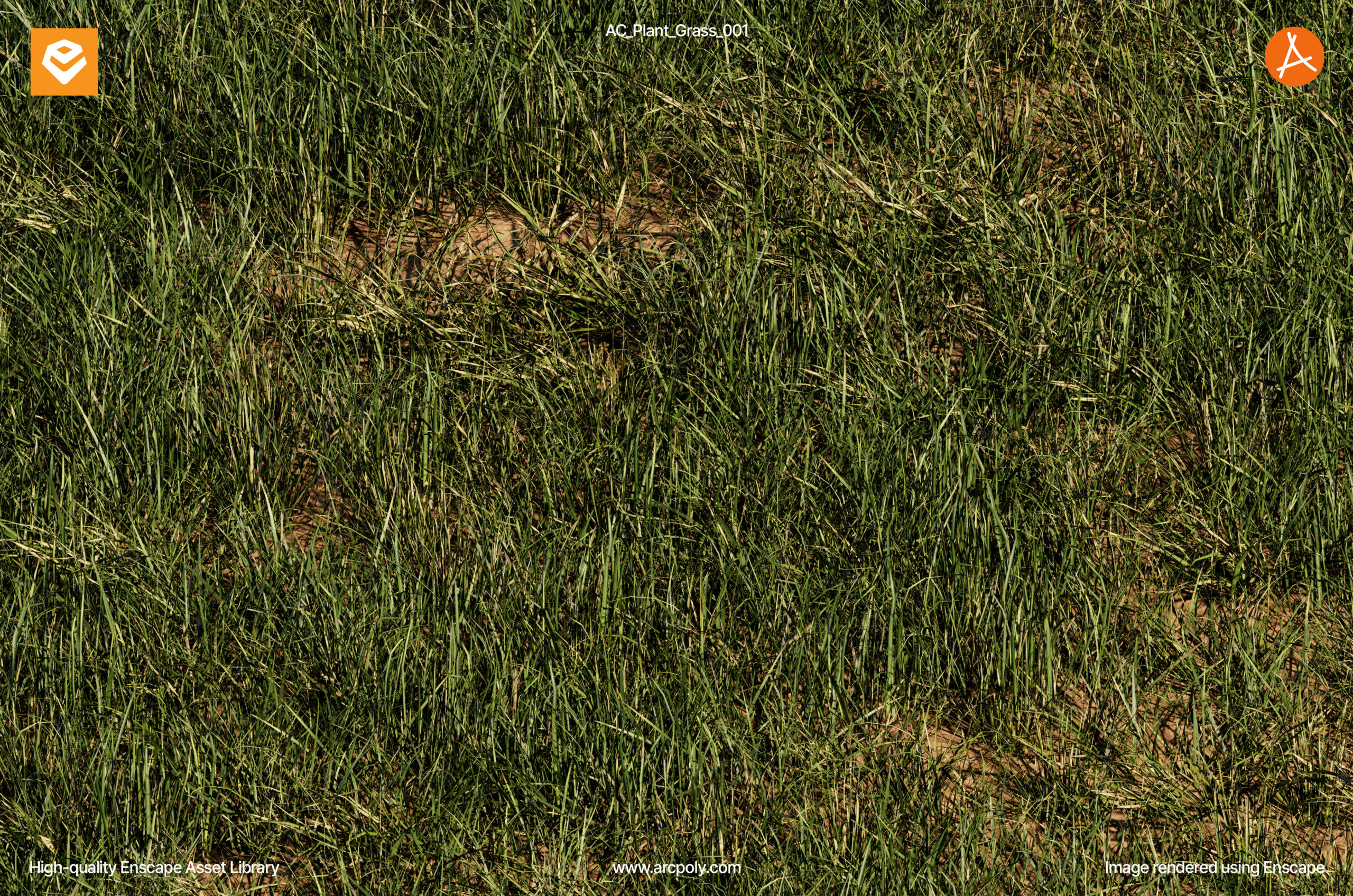 AC_Plant_Grass_001.05 AC_Plant_Grass_001 (Free Enscape Asset)
